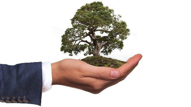 Image of a hand holding a tree.